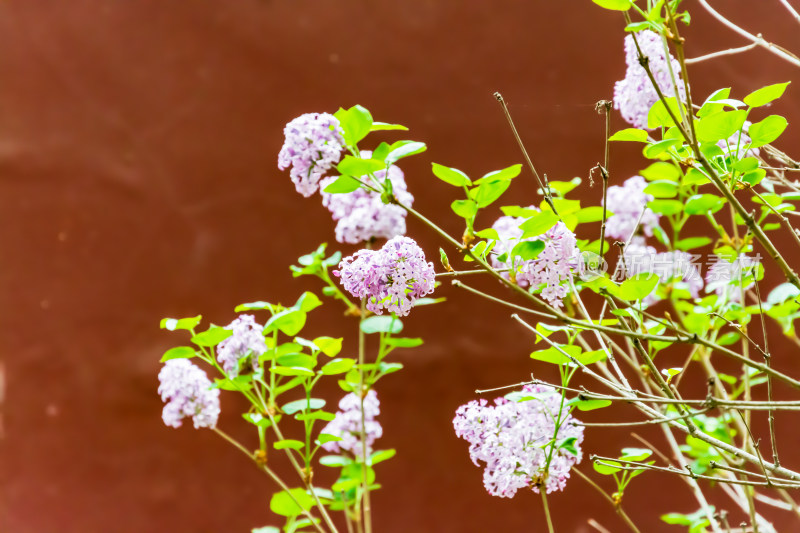 春天雍和宫里的绣球花开了-的DSC_8298