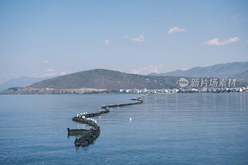 大理洱海水面上漂浮物上站立的海鸥