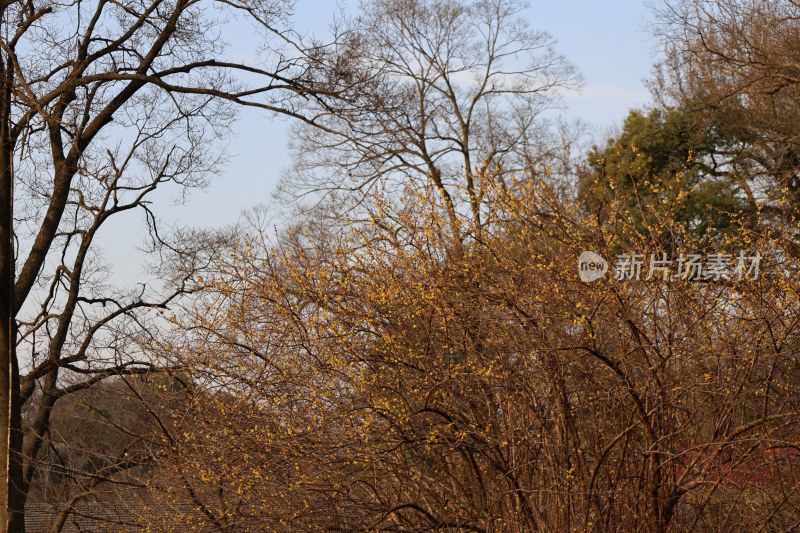 枯枝上的新叶 展现初春景象