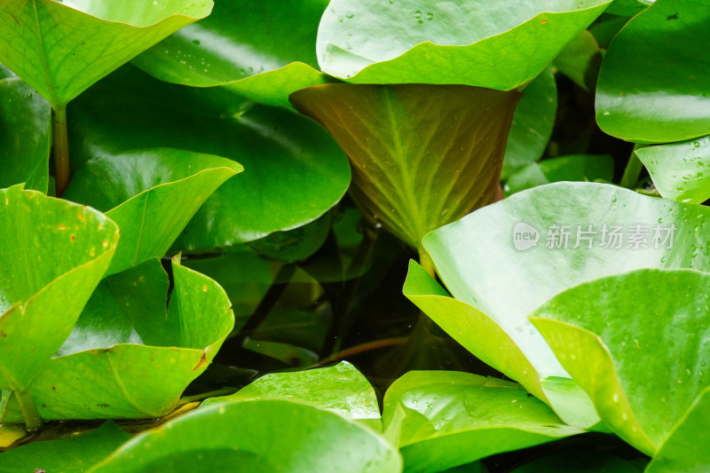 荷花池荷叶莲花池塘茂密