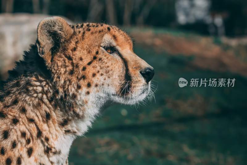 野生动物豹子猎豹猎食动物