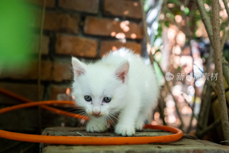 小猫白猫站在橙色水管上