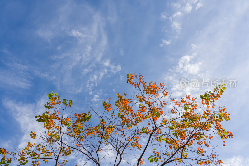 自然风景天空树秋天红叶霜降云背景立秋