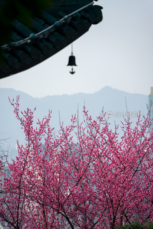 春天重庆鸿恩寺古建筑梅花