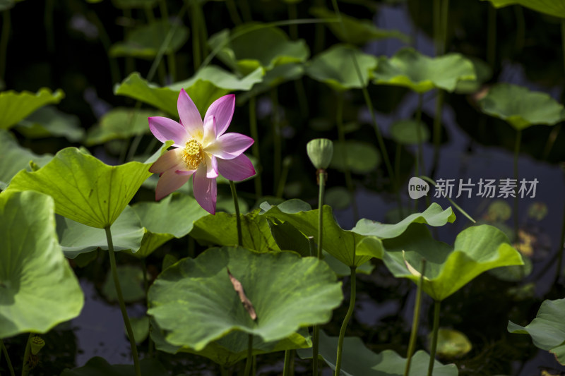 夏季公园荷塘荷叶丛中荷花特写