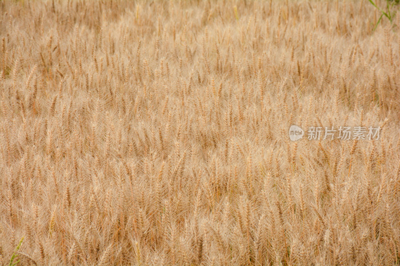 麦田金黄色的麦穗特写