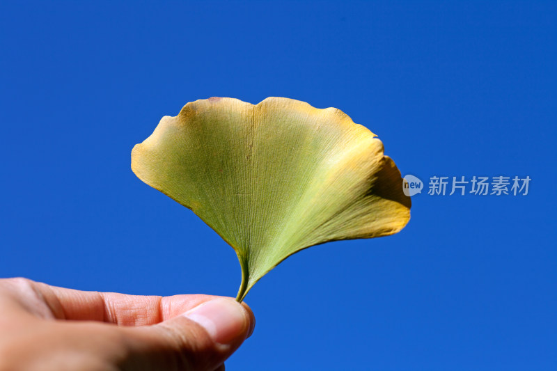 手持银杏叶对着天空