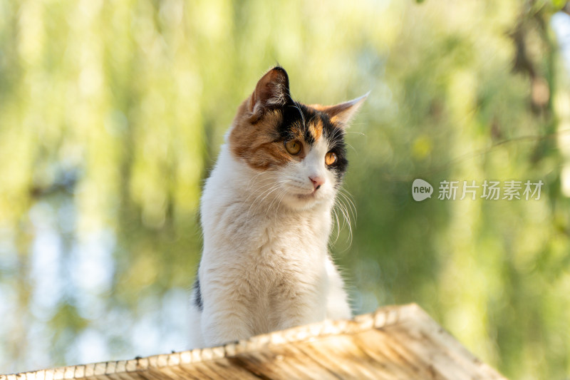 三色花猫在户外木板上的特写