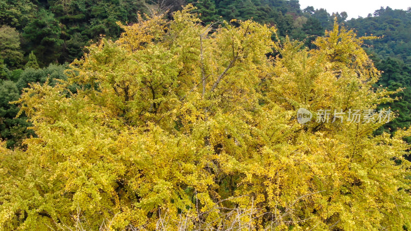 航拍南岳衡山千年银杏树叶