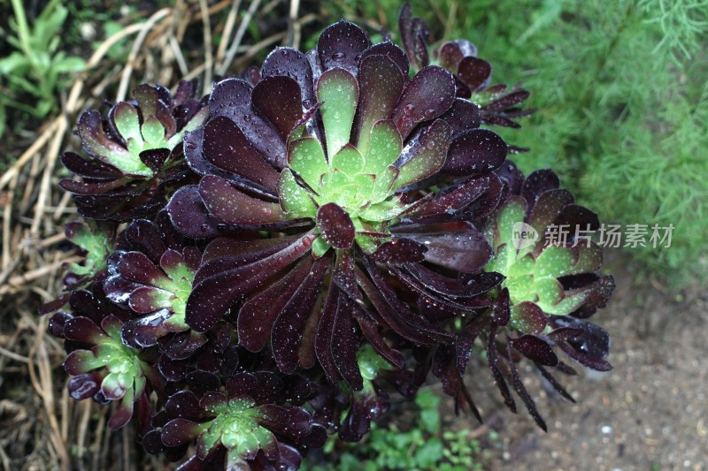 带水珠的多肉植物特写