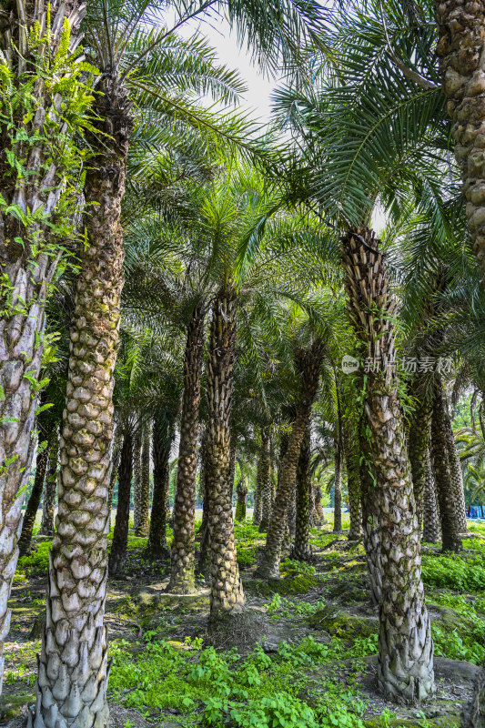 热带树木植被