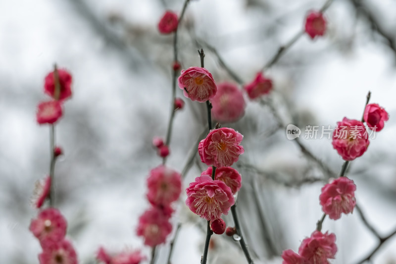 春天公园里雪中盛开的梅花