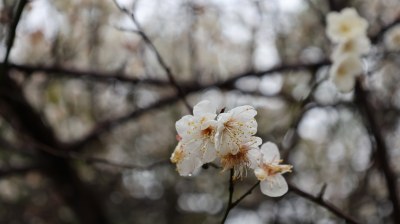 枝头盛开带雨的白色梅花