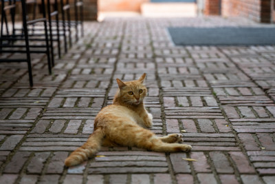 躺在地上的橘猫