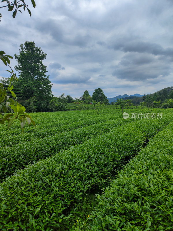 广阔田野中一片茂盛的茶田