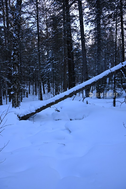 雪后森林景象树木横倒雪地