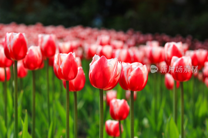 郁金香鲜花实拍背景