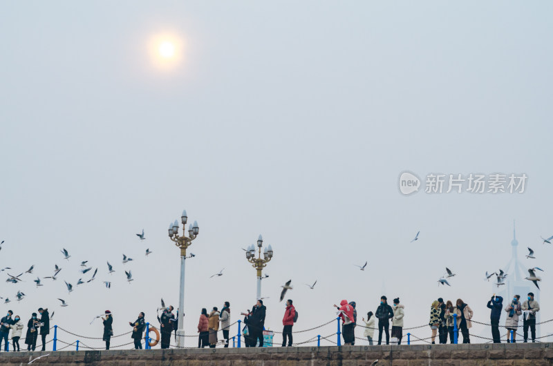 青岛栈桥，游客在大堤上观赏投喂海鸥