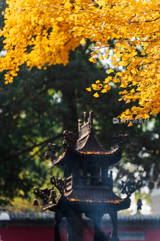 金秋北京红螺寺阳光照射在银杏古树和香炉上