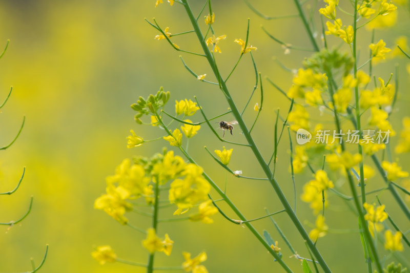 春天油菜花和蜜蜂