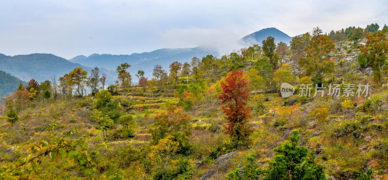 重庆酉阳：漫山遍野枫叶红