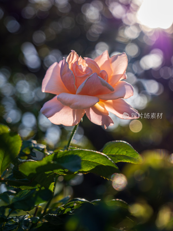 夕阳下逆光中的粉色月季花