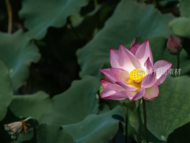 夏天池塘荷花莲花开放夏至立夏