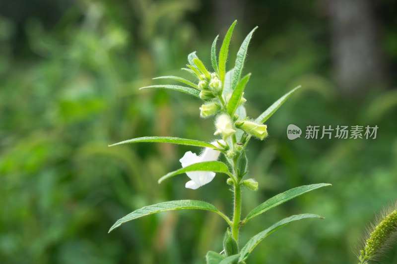 开花结果的芝麻