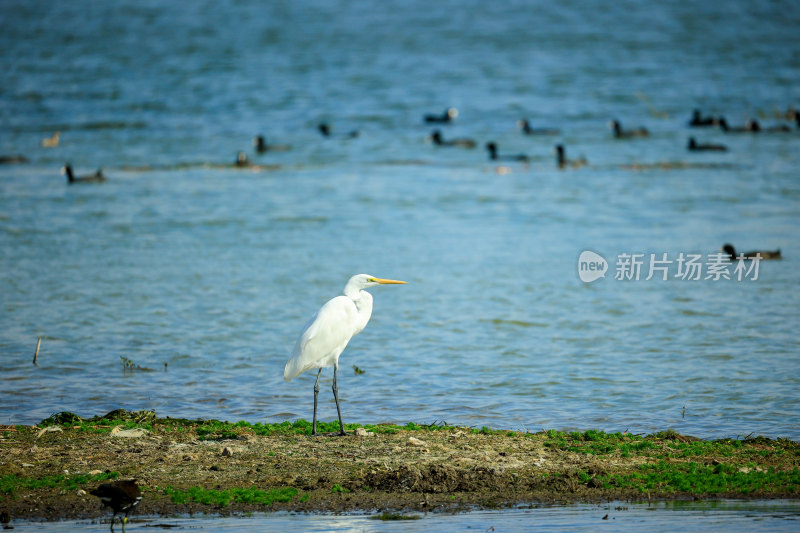 大理洱海中的白鹭