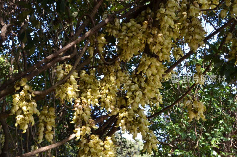 广东东莞：禾雀花