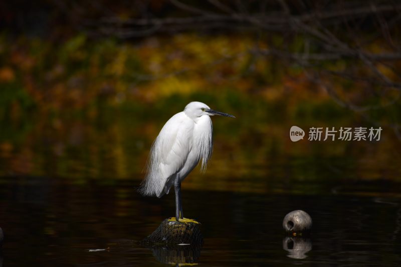 西湖白鹭