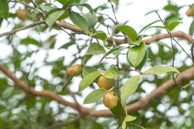 野生油茶籽树