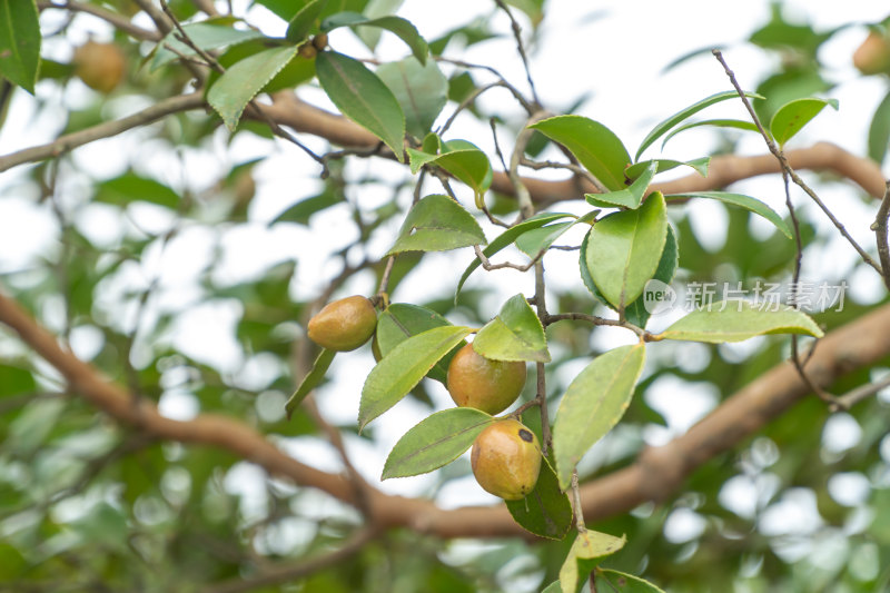 野生油茶籽树