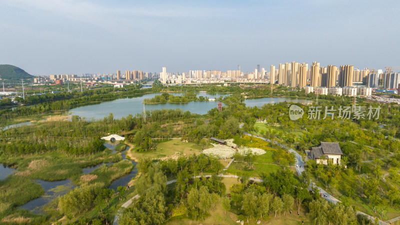 徐州市泉山区桃花源湿地公园大滨菊小雏菊