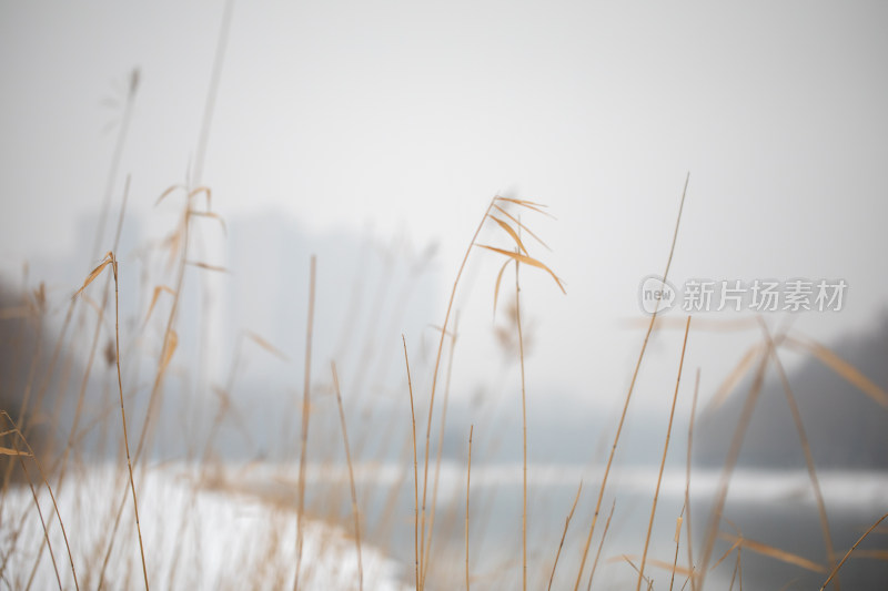 芦苇小景