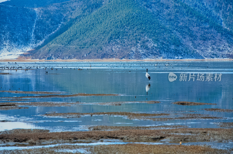 云南迪庆香格里拉纳帕海自然保护区鹤类鸟群