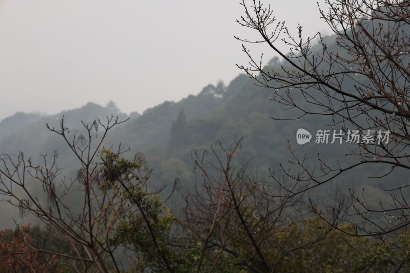 雾中山林树木景致