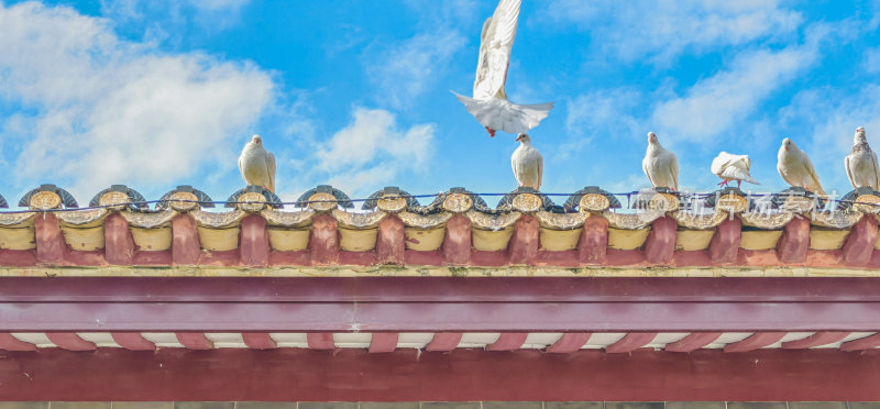 佛山市顺峰山公园宝林寺内的鸽子