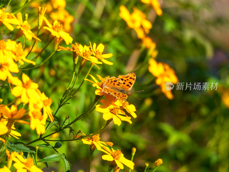 万寿菊蝴蝶