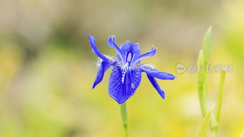 特写蓝色亮叶鸢尾花