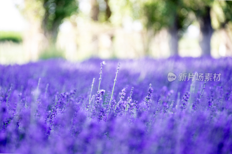 薰衣草花海