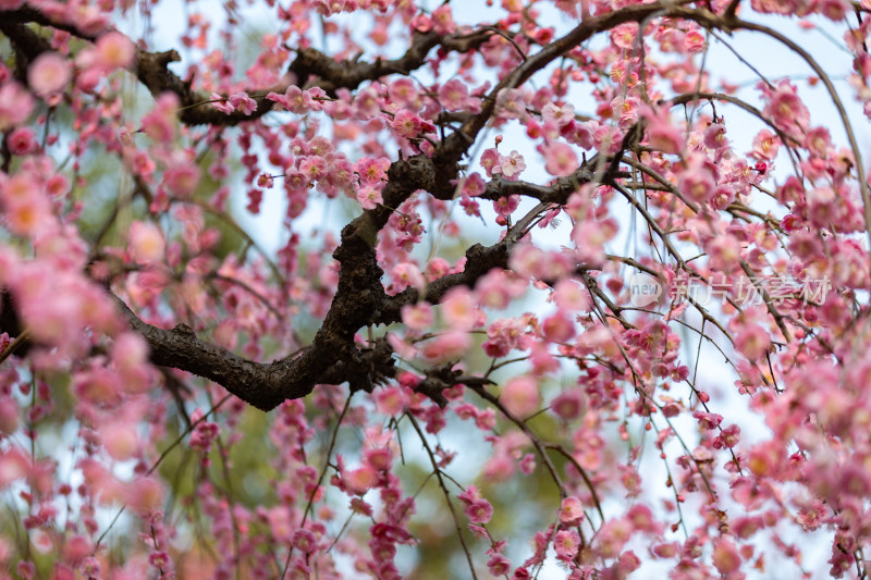 春天梅花龙梅树开花了