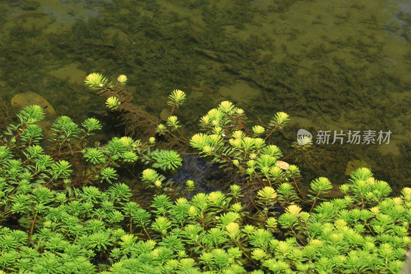 春天的河水边生长的狐尾藻绿色植物