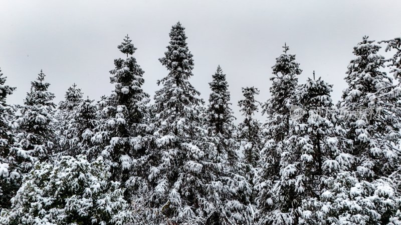 重庆酉阳：大雪纷飞赏雪忙