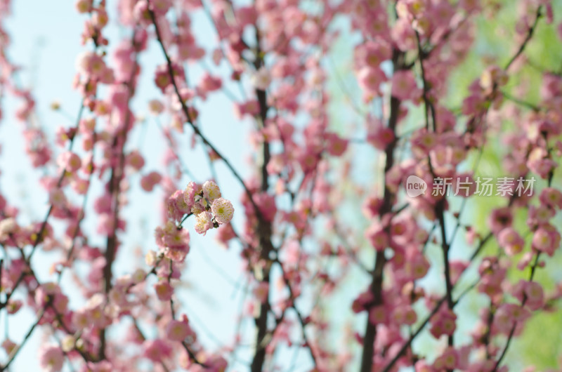 春天繁密的榆叶梅花枝