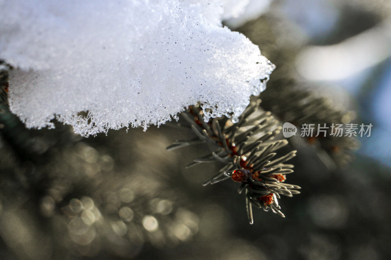 松树枝头覆盖积雪的冬日景象