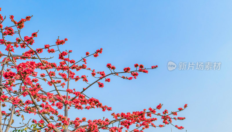 佛山禅城澜石地铁站盛开的木棉花