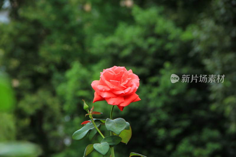 雨后新清的玫瑰花