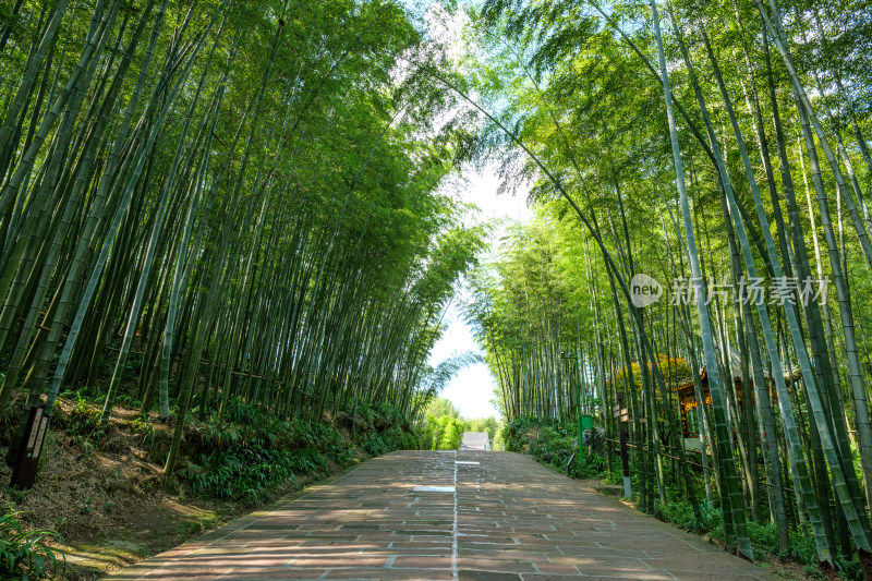 四川宜宾蜀南竹海自然风光