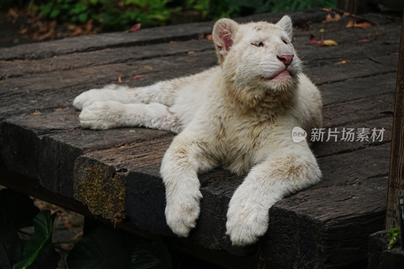 趴在木台上的白色小老虎